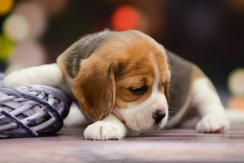Top Dog Breeds: Beagle.