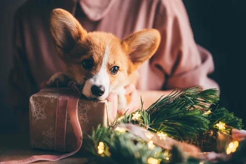A Guide to the Holidays
