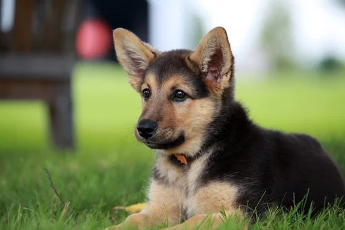 Top Dog Breeds:German Shepherd.