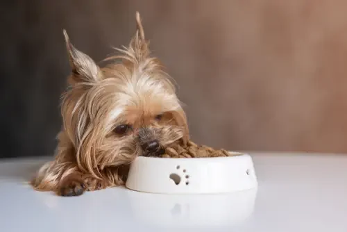 High-Protein Puppy Kibble