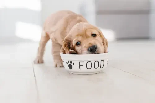 What Should a Standard Puppy Kibble Contain