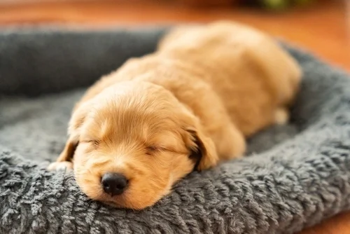 Golden Retriever puppies are perfect for families with children.