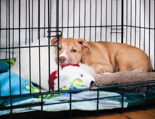 Crate Training Basics: Helping Your Puppy Feel at Home