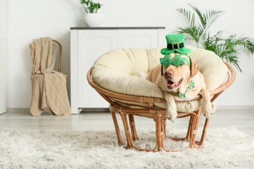 Puppy-Friendly Treats during St Patrick's Day Celebration. Waggles Kendall tips