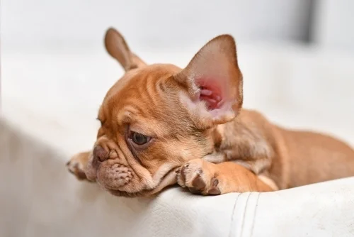Top Dog Breeds: French Bulldog