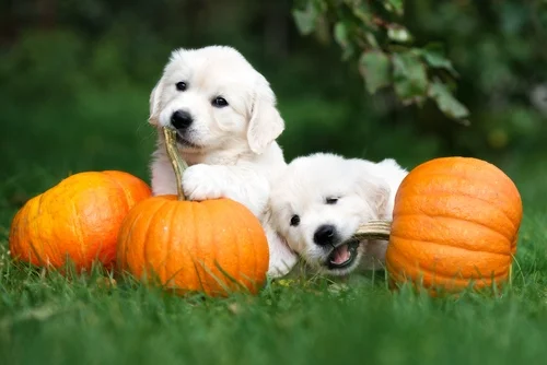 Pup-Safe Thanksgiving. Delicious Treats Your Dog Can Enjoy