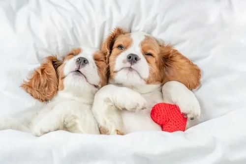 Sweet Treats to Celebrate Your Puppy's Love