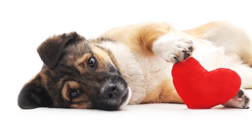 A Valentine’s Day Surprise for Your Puppy