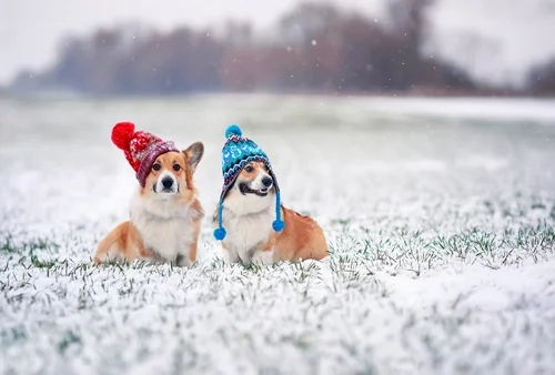Your Puppy Winter Care Essentials