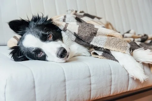 Prepping for a New Puppy