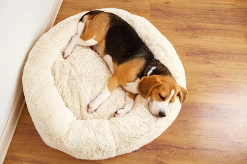 Puppy Prep: What You Need to Be Fully Prepared