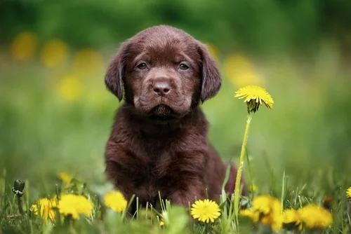 Labrador Retriever will bring endless smiles and warm cuddles to your home.