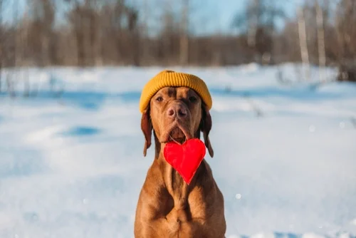 Valentine’s Day activities with a happy puppy.