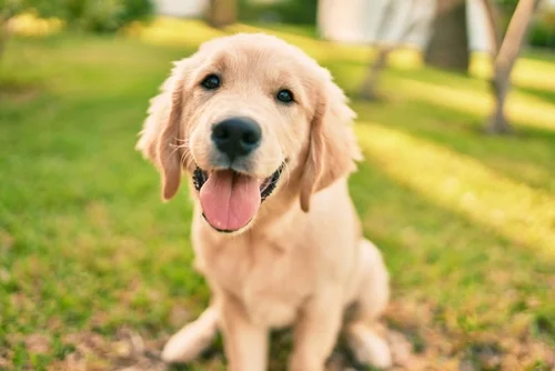Waggles Kendall: Why March is the Perfect Time to Bring Home a Puppy