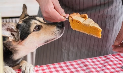 Preparing Your Home for a Puppy-Friendly Thanksgiving