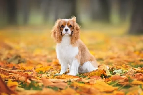 Preparing Your Home for a Puppy-Friendly Thanksgiving
