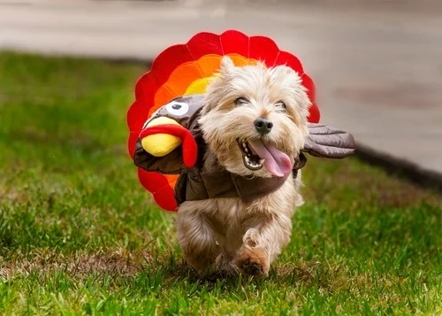 Thanksgiving Outdoor Playtime for Puppies