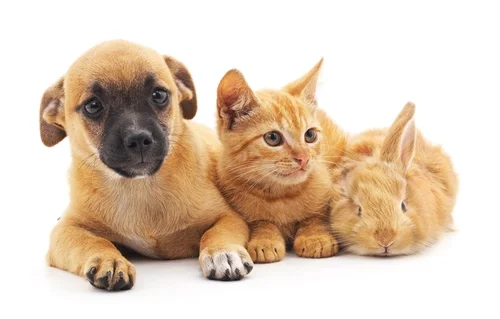 Helping Your Puppy Bond with Other Pets